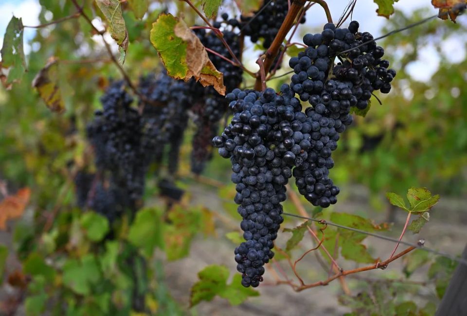 В Крыму в 2025 году заложили более 1,6 тысячи га новых виноградников