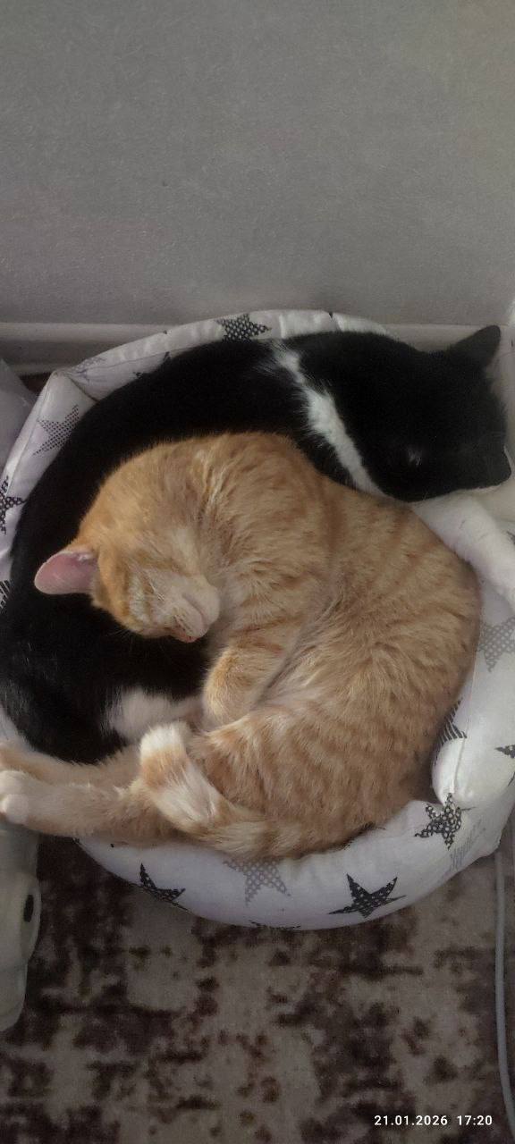 О погоде на 25 января. В Краснодарском крае облачно О погоде на 25 января. В Краснодарском крае облачно