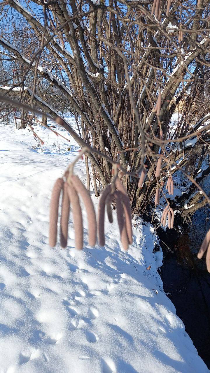 О погоде на 25 января. В Краснодарском крае облачно О погоде на 25 января. В Краснодарском крае облачно