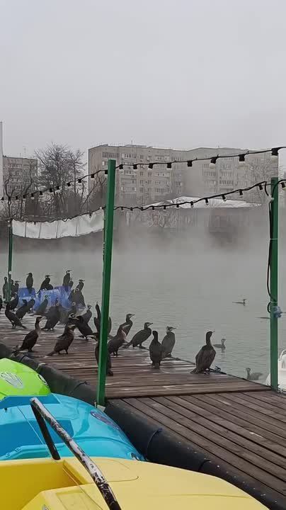 Голуби, уточки… бакланы!. Их тут быть не должно, но они есть