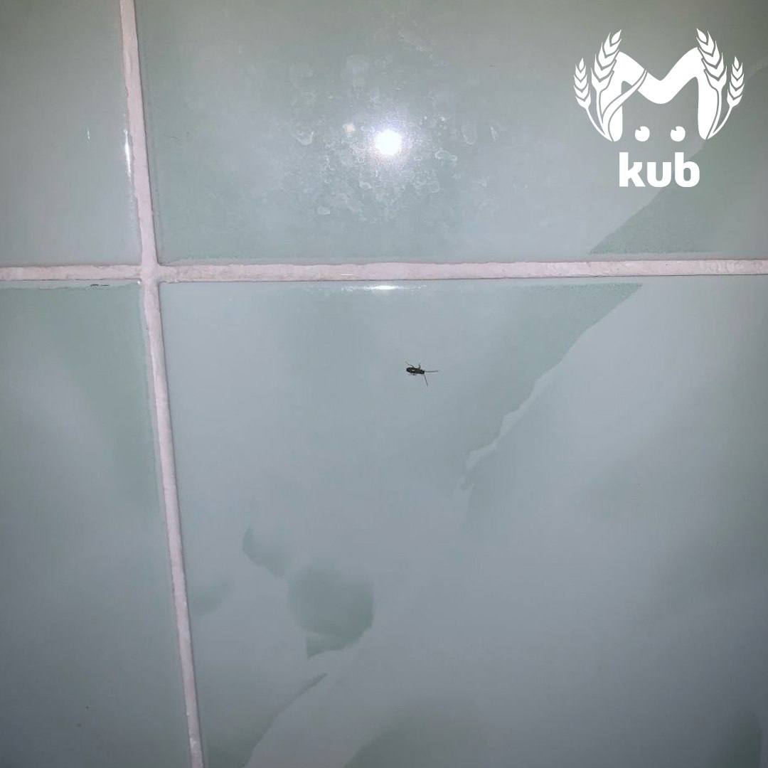 Тараканы оккупировали палаты и ванную комнату детской инфекционки в Туапсе Тараканы оккупировали палаты и ванную комнату детской инфекционки в Туапсе