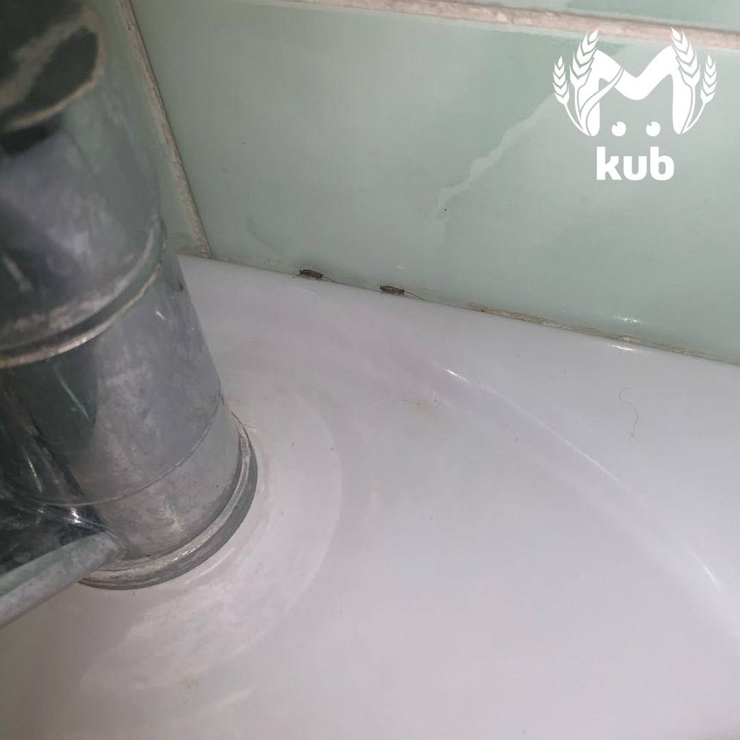 Тараканы оккупировали палаты и ванную комнату детской инфекционки в Туапсе Тараканы оккупировали палаты и ванную комнату детской инфекционки в Туапсе