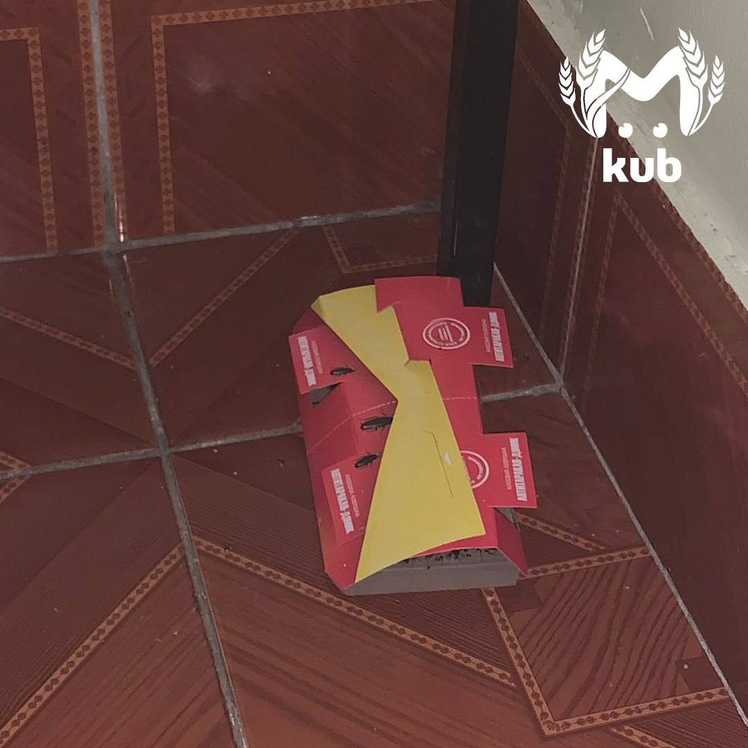 Тараканы оккупировали палаты и ванную комнату детской инфекционки в Туапсе Тараканы оккупировали палаты и ванную комнату детской инфекционки в Туапсе