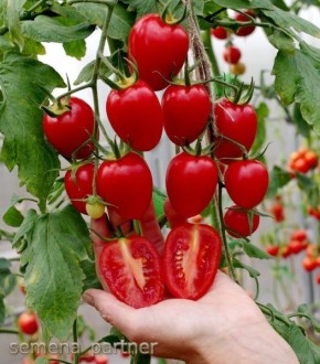 ����� ���� f1: ����������� ������� ��� ������ ���������� ����