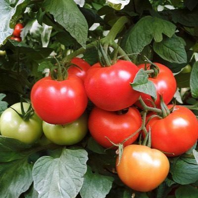 Томат Эффект: надёжный друг огородников с высоким урожаем и стойкими плодами