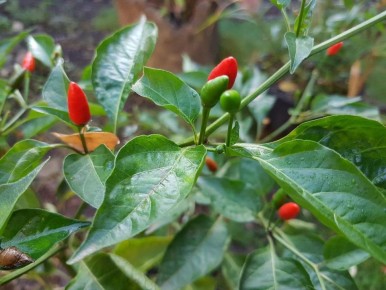 Как вырастить перец всего за месяц: секреты дрожжей и сахара