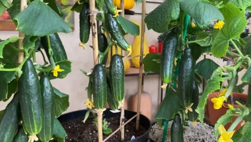 ������� ����� ������� �� �����������: ��� �������� ������ ������ � �����