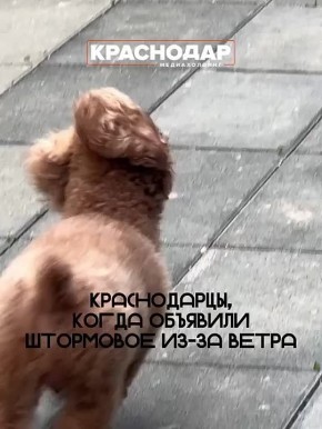 Синоптики прогнозируют сильнейший ветер на Кубани