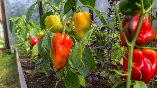 ��� ������� ���� ����� �������� ����� ������� ��� ������ �� ������� ������