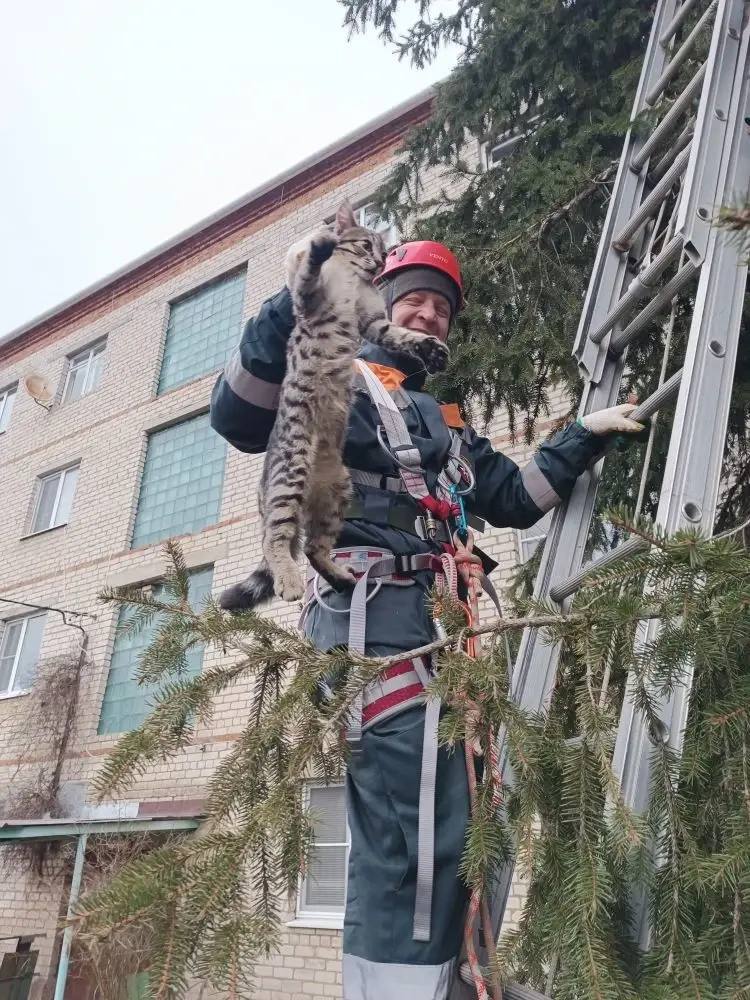 Усы, лапы и хвост: кубанские спасатели выручили собаку и двух котов-верхолазов Усы, лапы и хвост: кубанские спасатели выручили собаку и двух котов-верхолазов