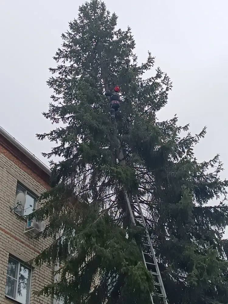 Усы, лапы и хвост: кубанские спасатели выручили собаку и двух котов-верхолазов Усы, лапы и хвост: кубанские спасатели выручили собаку и двух котов-верхолазов