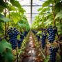 Виноград в теплице в Средней полосе: что работает лучше и зачем это знать