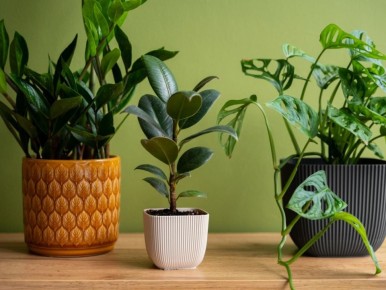 ������ ��������: ��� ��������� �������� ��������� �������� � �������� ����