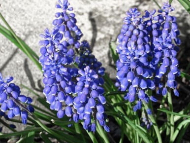 Как выгонка гиацинтов превращает подоконник в весенний праздник