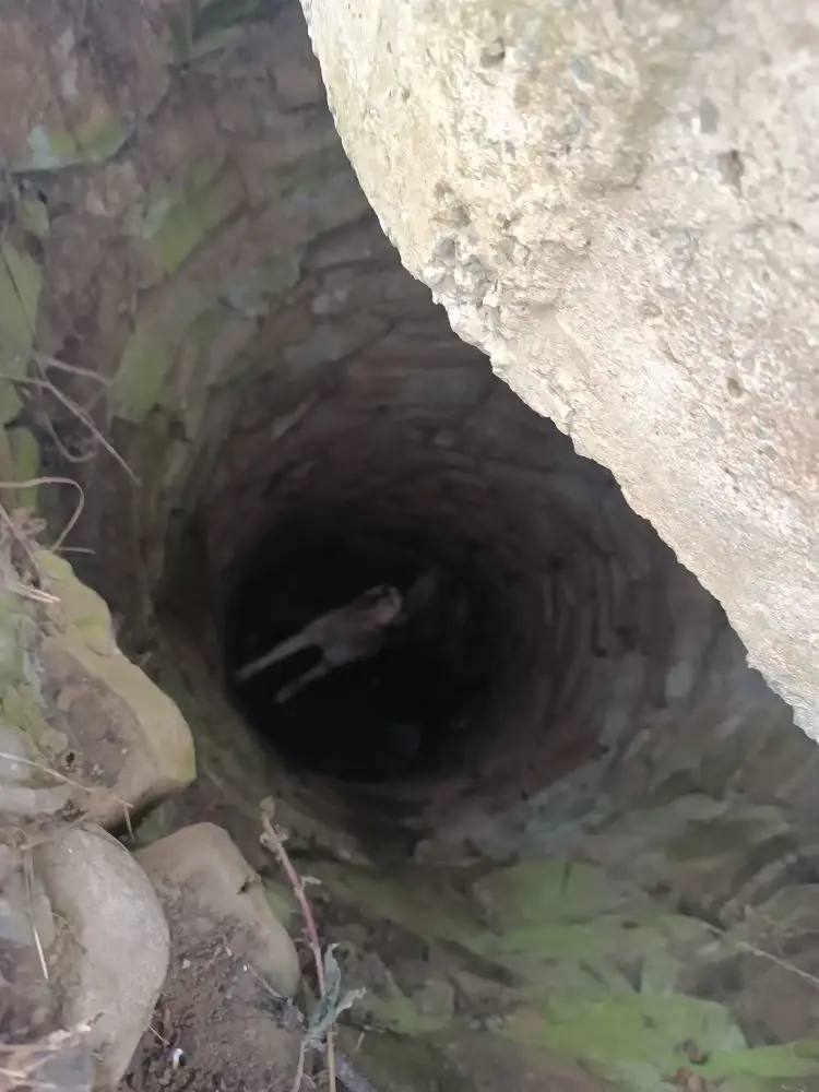 Усы, лапы и хвост: кубанские спасатели выручили собаку и двух котов-верхолазов