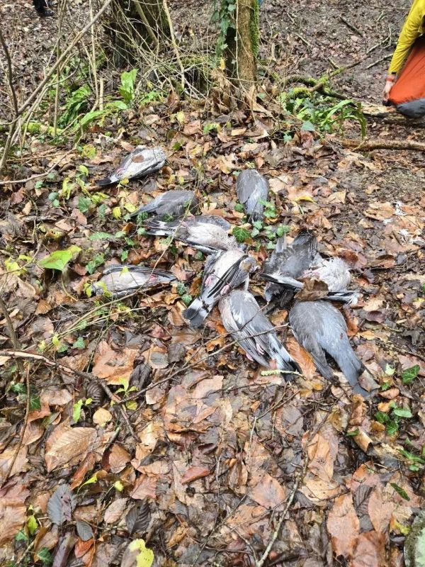 Минприроды Краснодарского края объяснило массовую гибель лесных голубей в регионе инсультом
