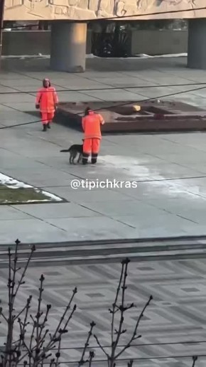 Милота дня: в Краснодаре дворняжка мешает помогает дворникам убирать территорию возле Вечного огня