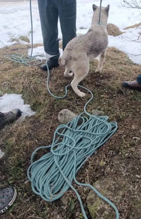 Усы, лапы и хвост: кубанские спасатели выручили собаку и двух котов-верхолазов Усы, лапы и хвост: кубанские спасатели выручили собаку и двух котов-верхолазов