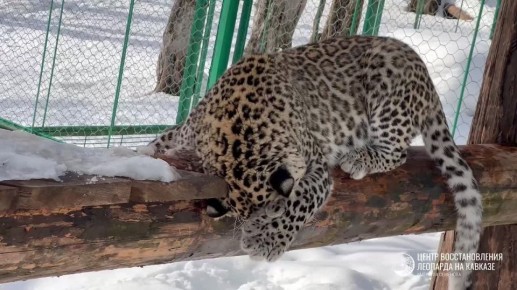 Рожден сиять. Леопард Умка доказал, что снег – это отличный повод для импровизированного шоу