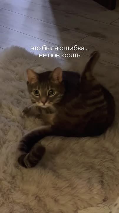 Мужик попытался пристыдить кота - это была ошибка