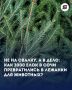 Вторая жизнь новогодней сказки: в Сочи переработали более 2000 елей!