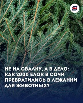 Вторая жизнь новогодней сказки: в Сочи переработали более 2000 елей!