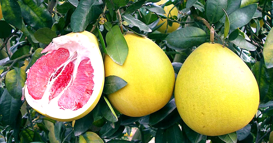 Помело: спокойная находка о крупном цитрусовом и его практических особенностях