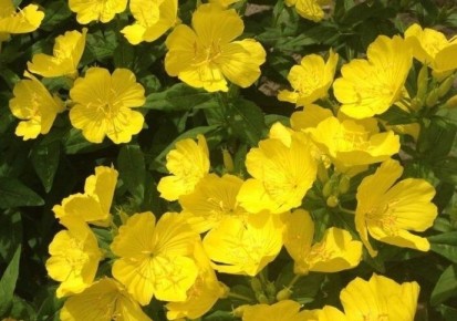 ������� � �������� ����: ��������� ����� �������