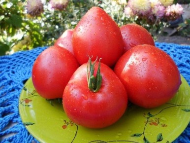 Португальское сердце куклы: крупные сердцевидные плоды и спокойный уход за редким сортом