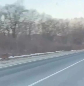 Амурские тигры вышли к машине на трассе в Приморье