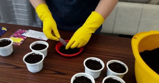 Подготовка к весне: какие цветы сеять в январе