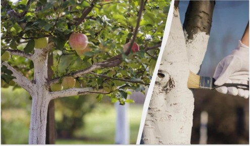 Стойкая побелка для деревьев: простые советы для садоводов