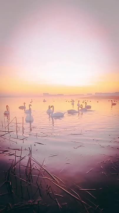 Пусть холодает. Лебеди останутся