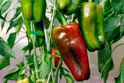 ����� � ������ ������� ����� ������, ������� �������� �����������