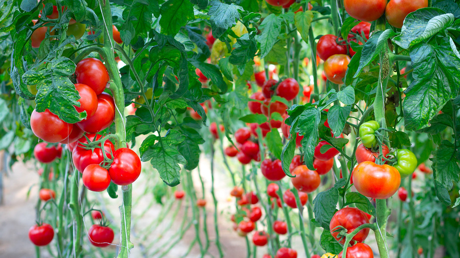 Чем детерминантные томаты выигрывают у высоких: 5 причин для выбора