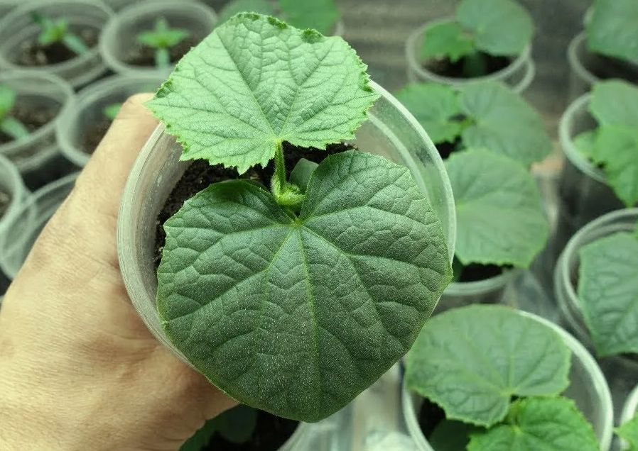 ������ ���������� ��� ������� �������: ������� ��������� ����� ������� � �������