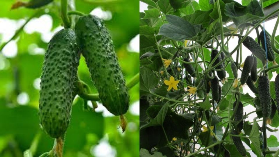 ������ ������ ������ �� ��������: ������� ����� � ����������� �������