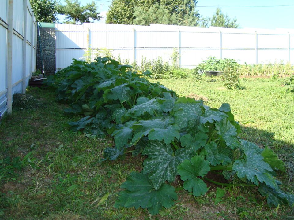 ������������ �������: ��� �������� � ������� ������ ��� �����