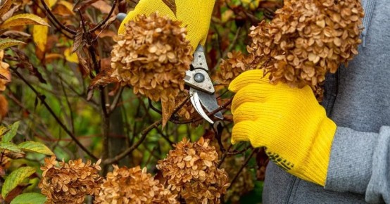 Искусство обрезки гортензий: как сохранить цветы на следующий год