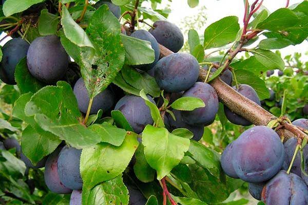 ����� �����: ������� ��������� ����������� � ����� �� ������� ���������