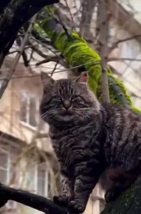 Брутального сурового котика заметили в Сочи