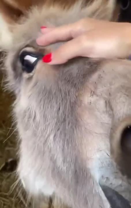 Милота: ослик из Италии каждый раз встречает хозяйку с восторгом