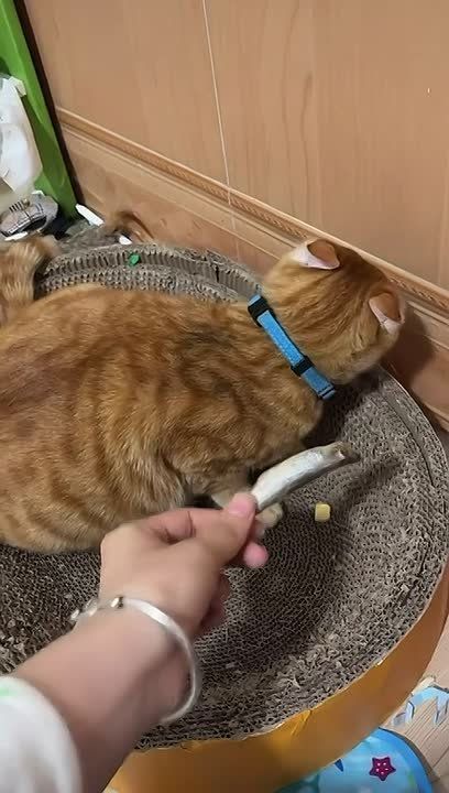 Премию Оскар получает рыжий джентльмен за лучшую актёрскую игру