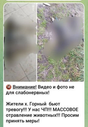 Полиция проверяет информацию об отравлении собак в хуторе Горном