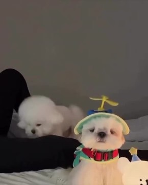 ����� �� ������ ���� ��� ���������: