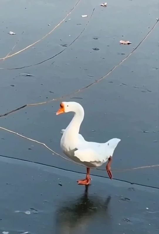 ����-����-����. ���� �� ������������� ������ ����� ��������� ������ ����������� ������