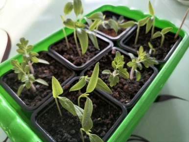 ��� ��������� ���������� ����� ������ ������� �� �������: ������ ���������