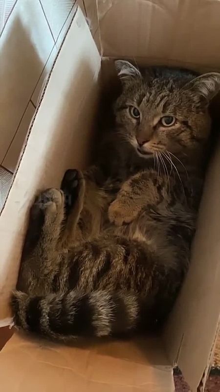 ������ ���������, ������ ���� ��� ������� �������