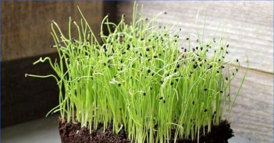 ���-�����: ��� ��������� ��������� ������ ��� ������