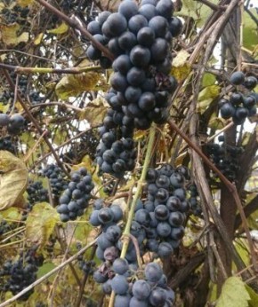 ����������� ���� �� ���������� ��������: ������ � �������